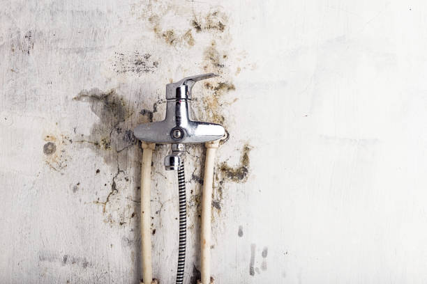 Best Toxic Mold Removal  in Green Cove Springs, FL