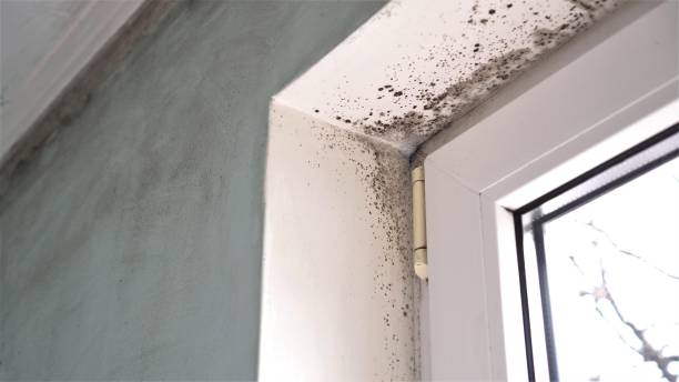 Green Cove Springs, FL Mold Removal Company