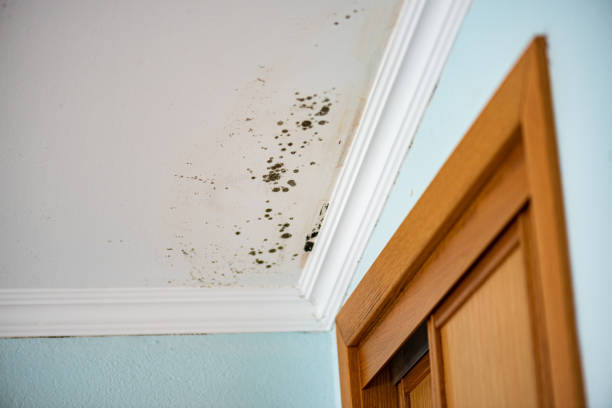 Mold Testing and Removal in Green Cove Springs, FL