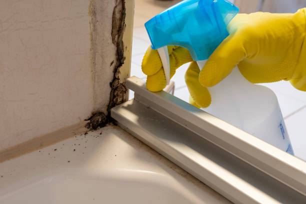 Mold Removal and Inspection in Green Cove Springs, FL