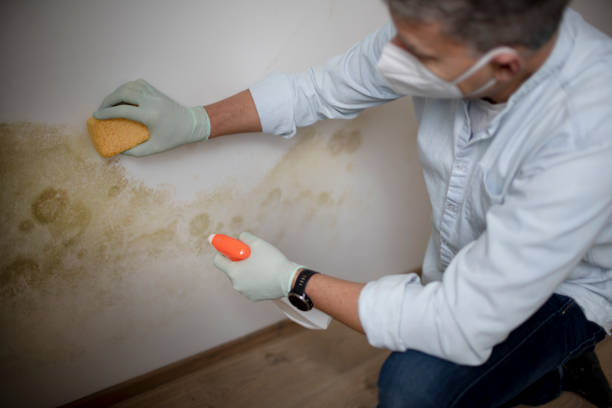 Best Office Mold Removal Services  in Green Cove Springs, FL