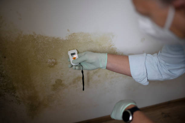 Best Commercial Mold Removal  in Green Cove Springs, FL