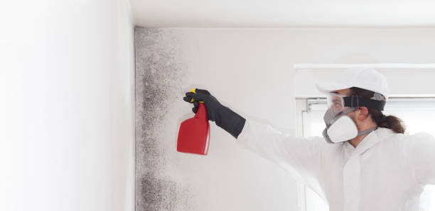 Best Attic Mold Removal  in Green Cove Springs, FL