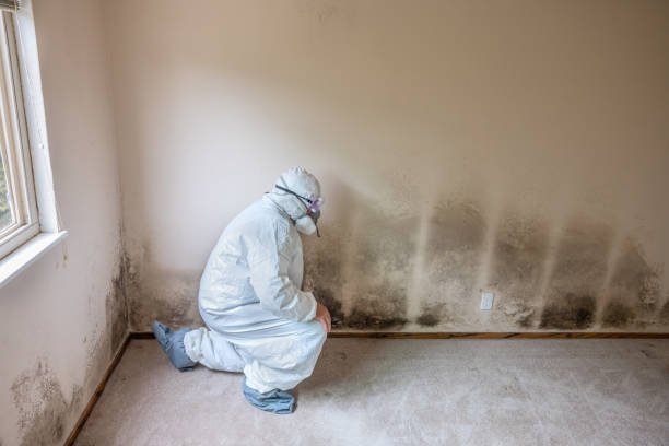 Best Black Mold Removal  in Green Cove Springs, FL