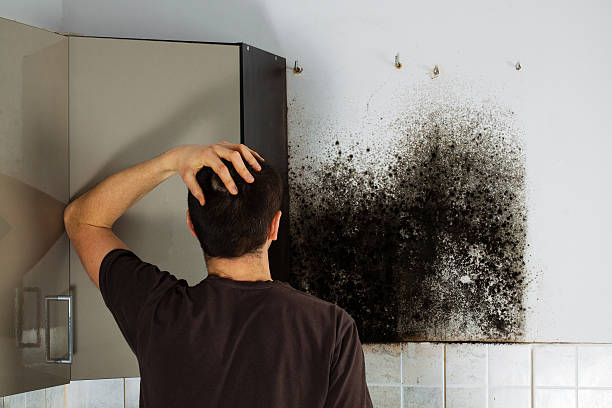 Best Local Mold Removal Service  in Green Cove Springs, FL